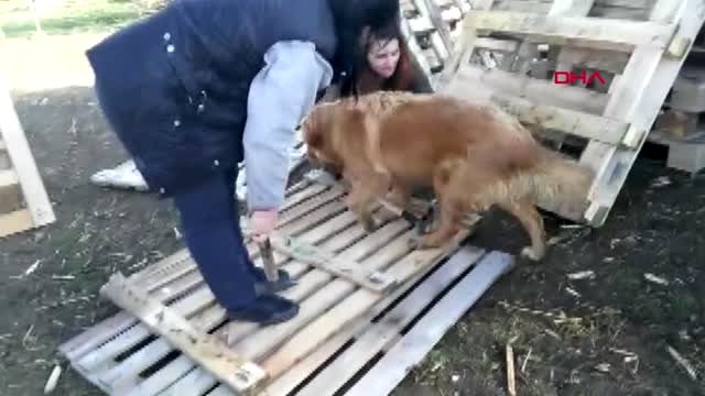 Çorlu’da sokak hayvanları için kulübe yaptılar