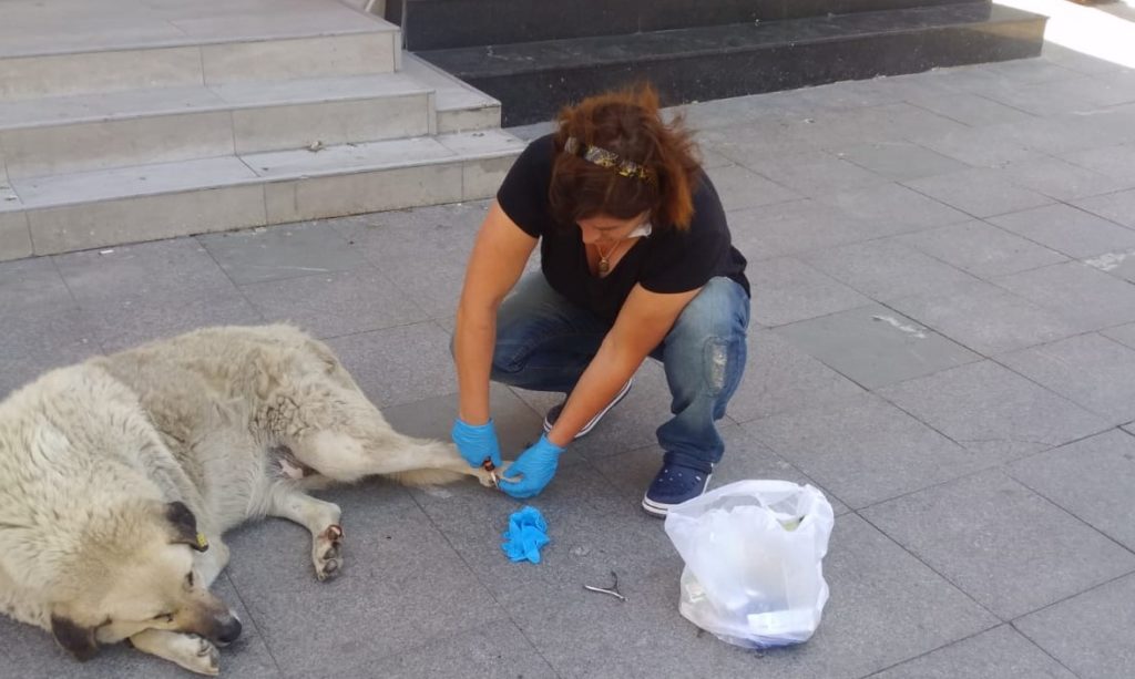 Yaralı köpeği emekli hemşire bir hayvansever tedavi etti.