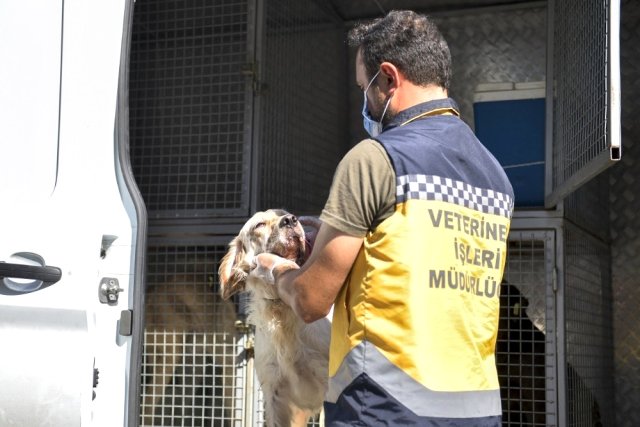 Esenyurt Belediyesi sokak hayvanlarını sahiplendiriyor