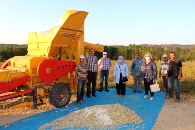Kırklareli’de kuru fasulye hasadı