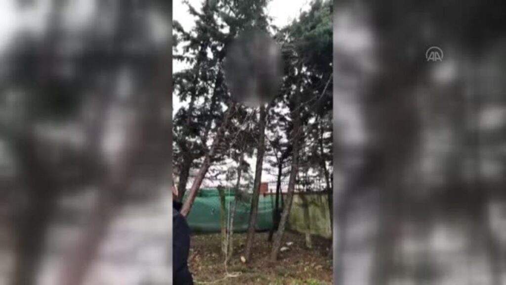 Budamak için çıktığı ağaçta elektrik akımına kapılan işçi yaralandı
