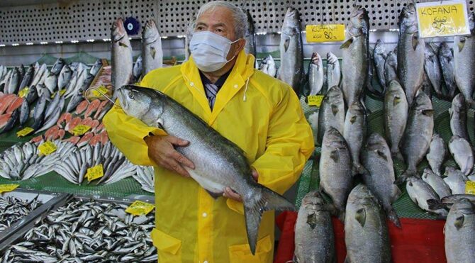 Denizlerde kofana bolluğu: Ağırlığı 12 kiloya kadar çıktı