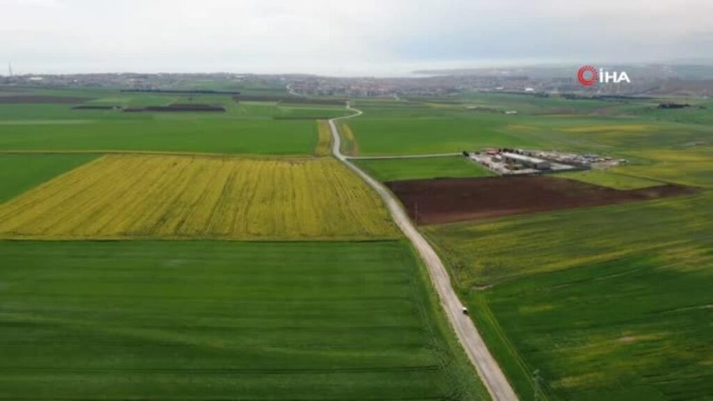 Altın sarısı ‘kanola tarlaları’ görsel şölen sundu