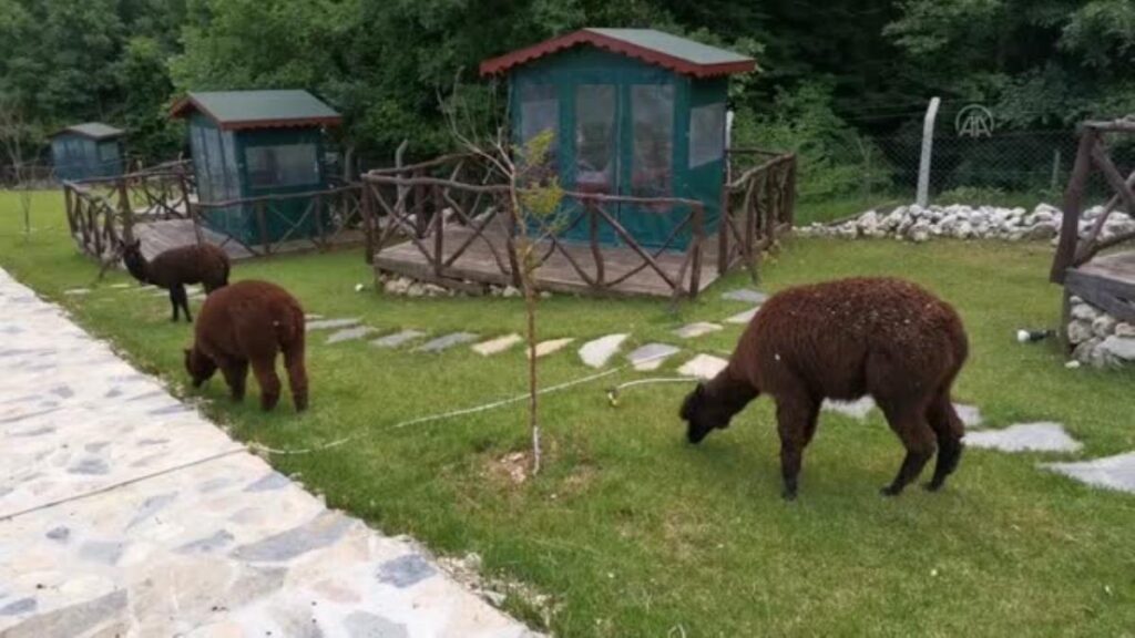 Silivri’de bir çiftlikte yurda kaçak getirilen hayvanlar ele geçirildi