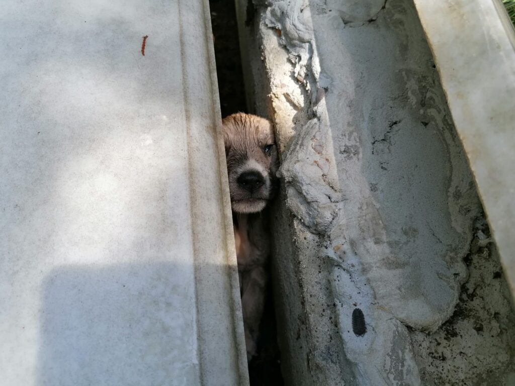 İki mezar arasına sıkışan yavru köpekleri itfaiye kurtardı