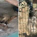 silivride 12 yasakli hayvan ele gecirildi fO9yxKlw