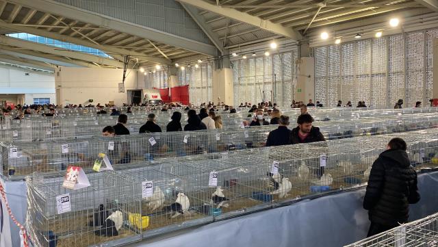 17. Çorlu Evcil Kanatlılar Festivali