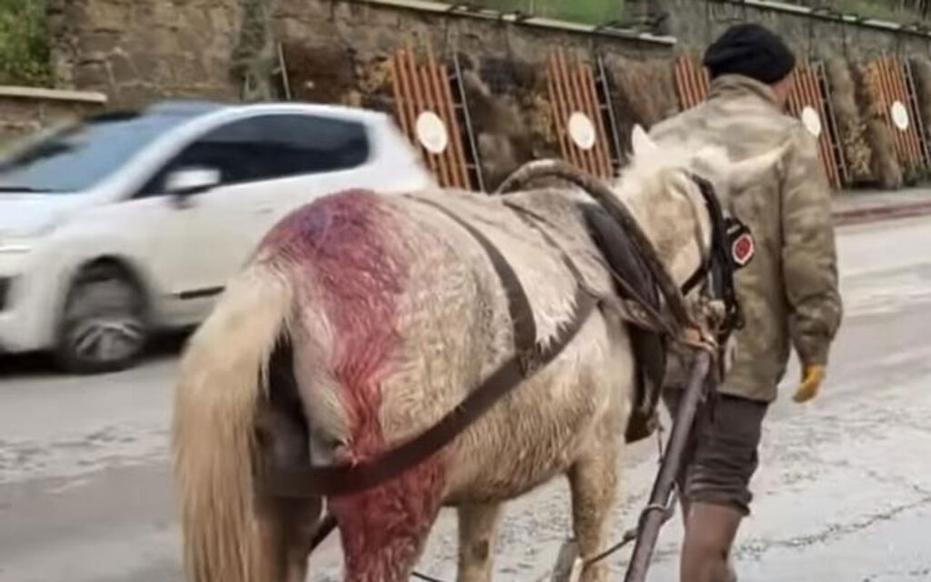 Edirne’deki vicdansızlığa büyük tepki!