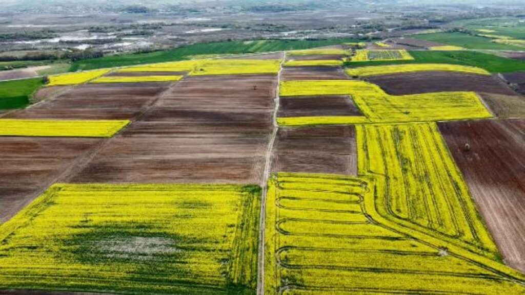 TRAKYA’DA KANOLA, YERİNİ AYÇİÇEĞİNE BIRAKTI
