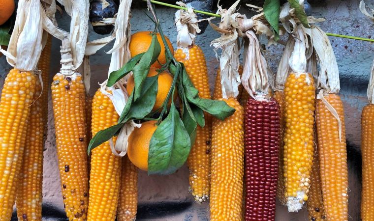 Sürdürülebilir Gastronomi Günü: Geleneksel Anadolu mutfağı Türkiye’de gıda krizine çözüm olabilir mi?