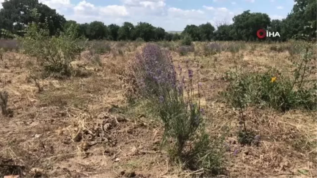 Uzunköprü’de ilk lavanta hasadı yapıldı