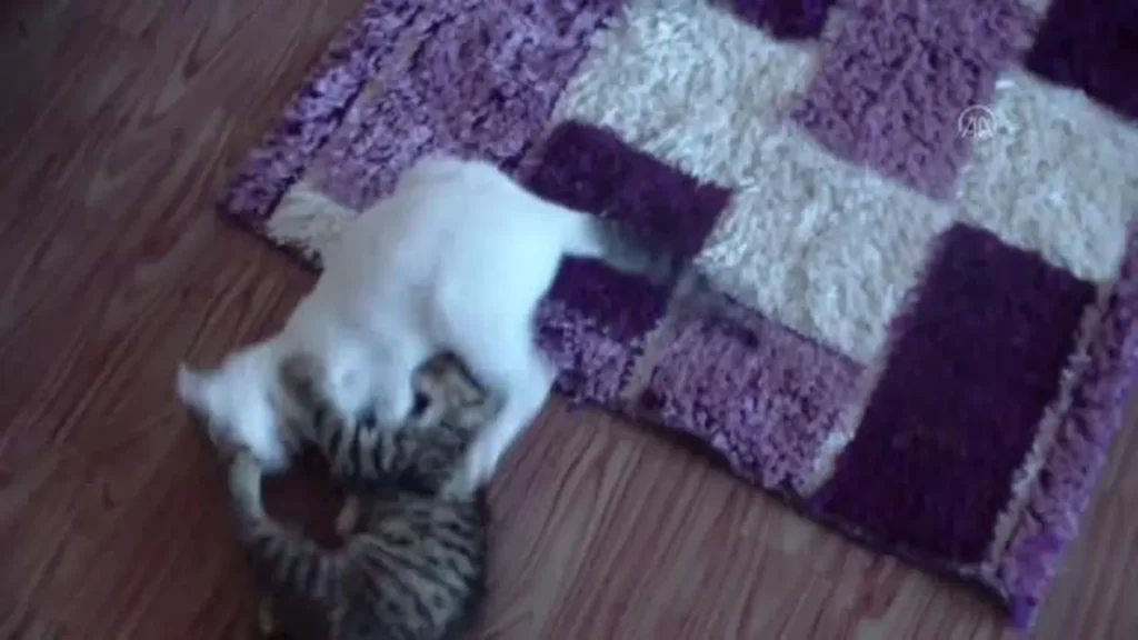Petshoplarda kedi ve köpek satışının yasaklanması Trakya’daki hayvanseverleri sevindirdi