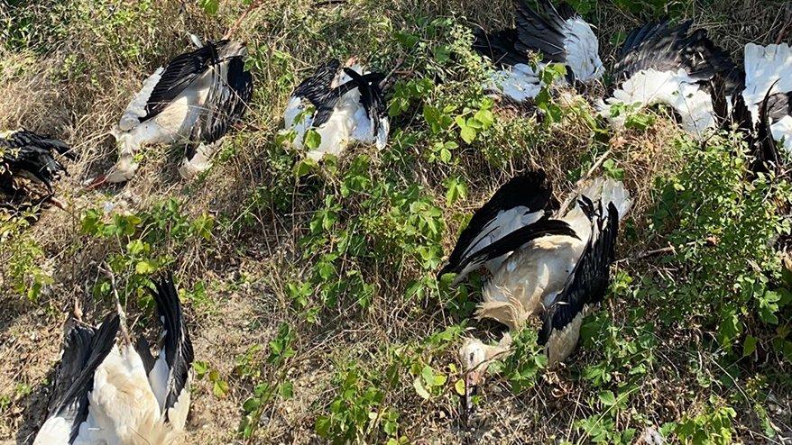 Silivri’de göç eden yüzlerce leylek öldü.