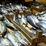 balik fiyatlari ne kadar hangi balik hangi ayda lezzetlidir wTJYmn8p