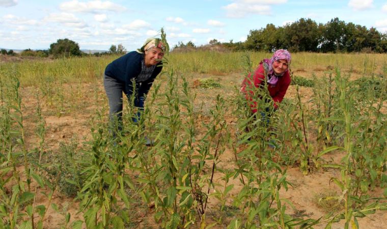 Edirne’de susam hasadı başladı