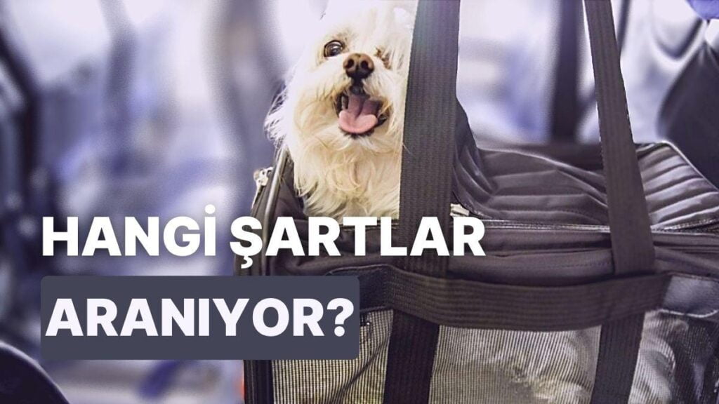 İBB’den Hayvan Sahiplerini İlgilendiren Karar: Toplu Taşımada Yolculuk Yapılabilecek