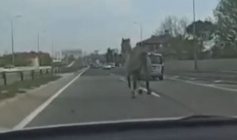 İstanbul’da başıboş at trafiği karıştırdı
