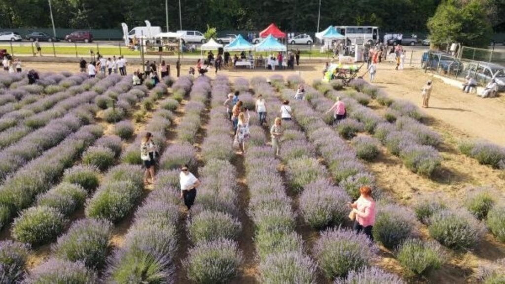 Edirne’de Lavanta Tarla Günleri başladı