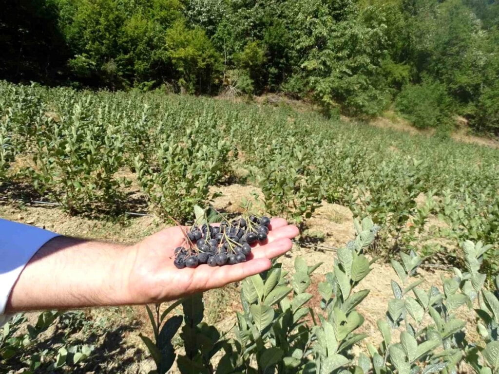 Tekirdağ’da Aronya Hasadı Başladı