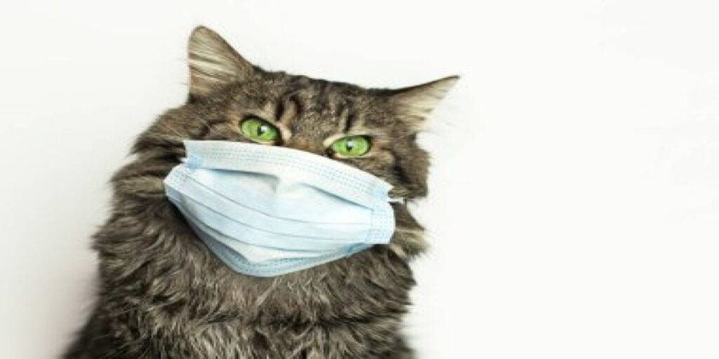 Kedi alerjisi ve bununla nasıl başa çıkılacağı:  Kısırlaştırılmamış kediler çok daha fazla alerjen üretiyor…