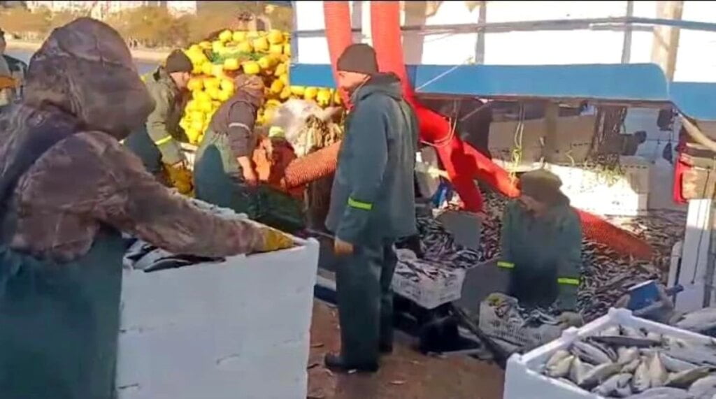 Tekirdağlı Balıkçılar Kolyoz Dolu Ağlarla Limana Dönüyor
