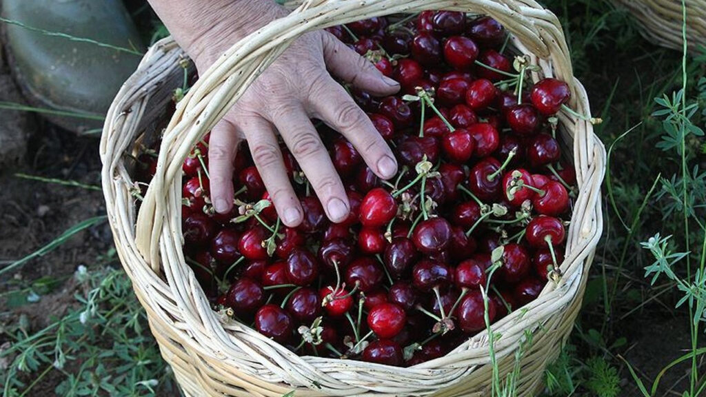 Kırklareli köftesi ve Karahıdır kirazı markalaşıyor