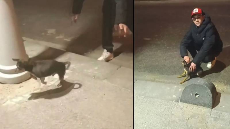 Elektrik kaçağını test etmek için köpeği kullandılar!