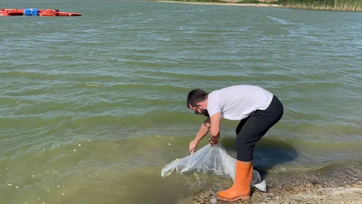 Silivri’de 63.000 Adet Sazan Yavrusu Göletlere Bırakıldı