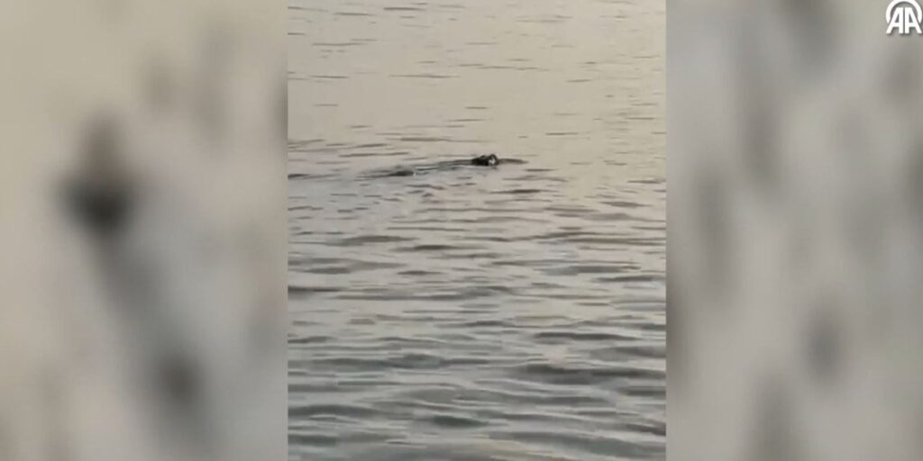 Silivri’de dalıp çıkarken görüldü, umutlandırdı