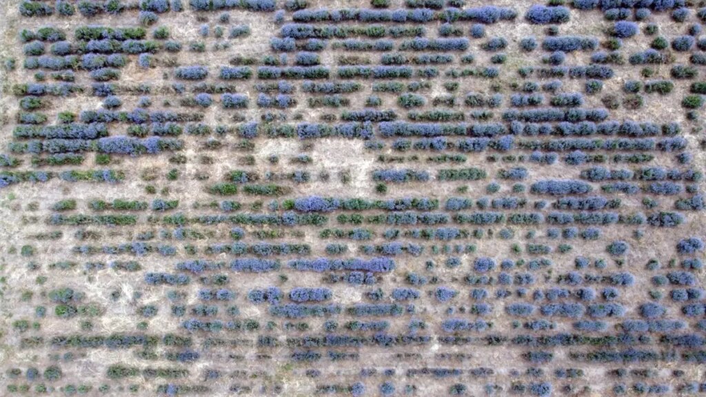 Edirne’de 8. Lavanta Tarla Günleri Başladı
