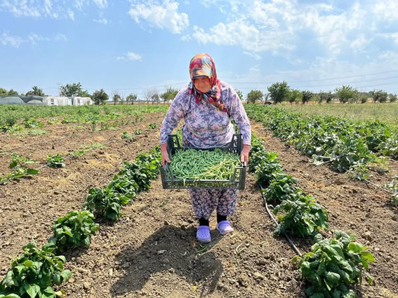 Silivri Belediyesi’nden Tarımsal Üretime Destek: Fasulye, Biber ve Kabak Hasadı