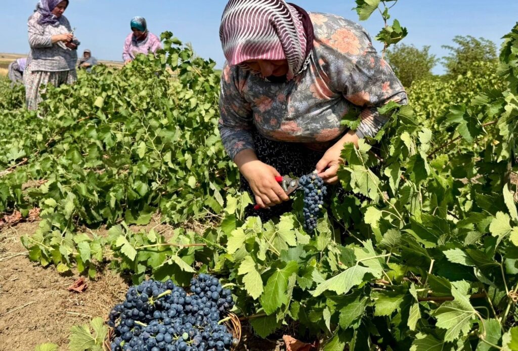 Silivri TÜRAM’da Üzüm Hasadı Başladı