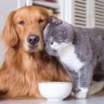 Sahipli Kedi ve Köpekler İçin Kimliklendirme Son Tarihi 31 Aralık 2025 5 evcil hayvanlara kimlik zorunlulugu son tarih 31 aralik 2025 1741467578