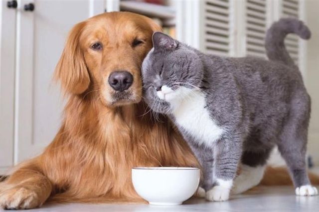 Sahipli Kedi ve Köpekler İçin Kimliklendirme Son Tarihi 31 Aralık 2025