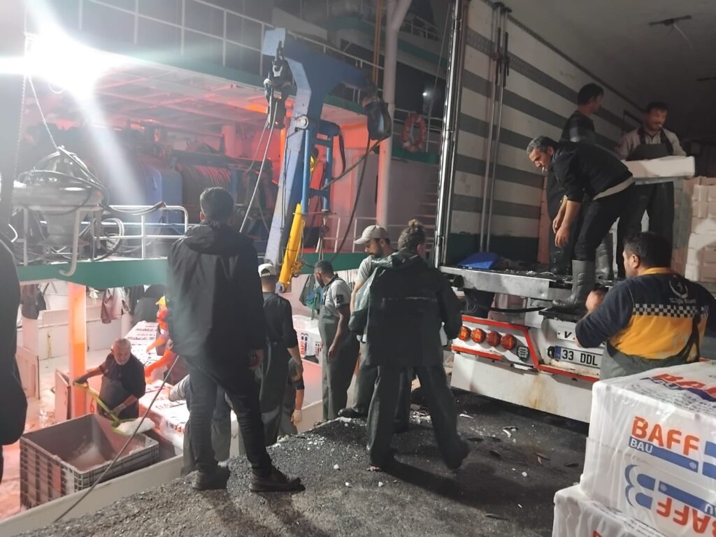 Silivri’de Sardalya Bereketi: Balıkçılar 500 Kasa Sardalya ile Limana Döndü