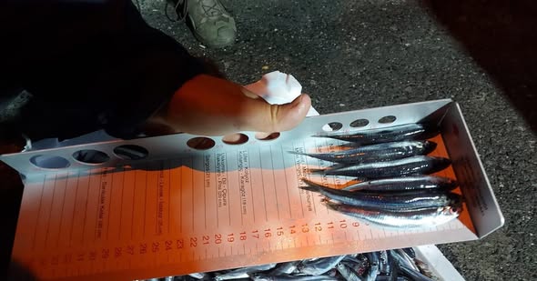 Silivri’de Su Ürünleri Denetimi: Balık Boyu ve Yasaklı Tür Kontrolleri Gerçekleştirildi