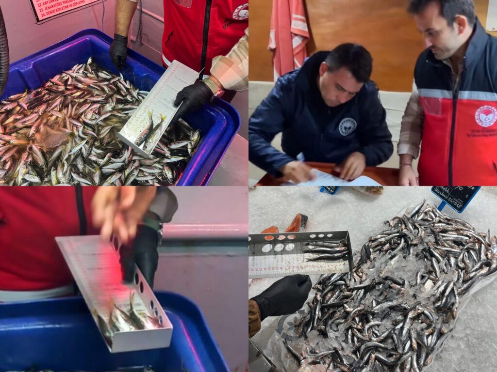 Silivri’de Su Ürünleri Denetimi: Balık Boyu ve Yasaklı Tür Kontrolleri Yapıldı