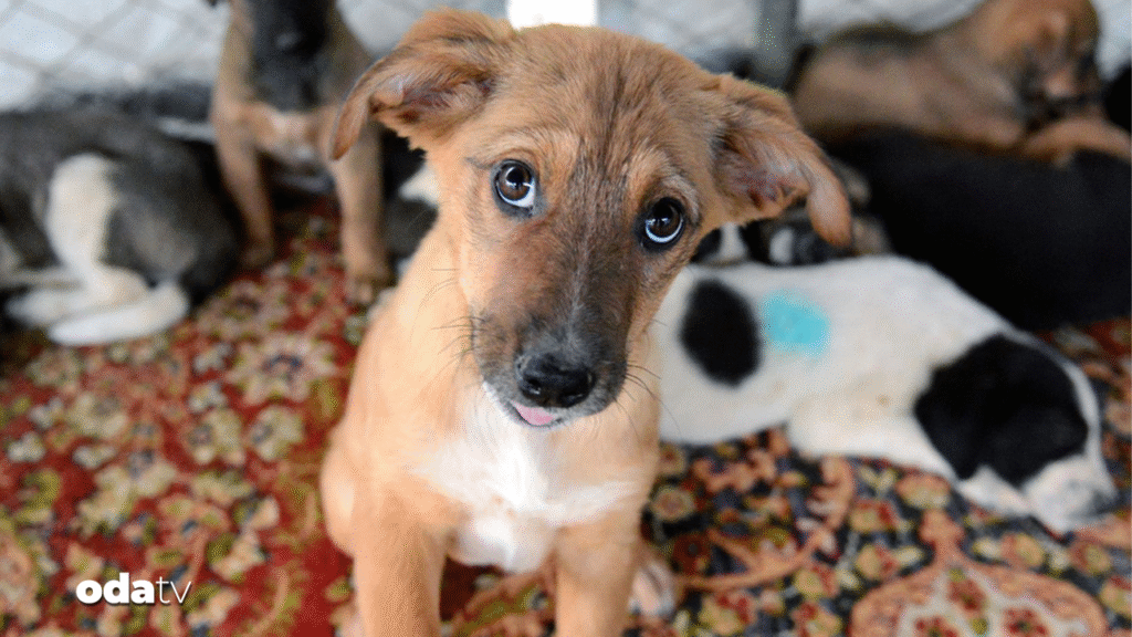 Valilikten belediyelere ‘sokak hayvanları’ talimatı