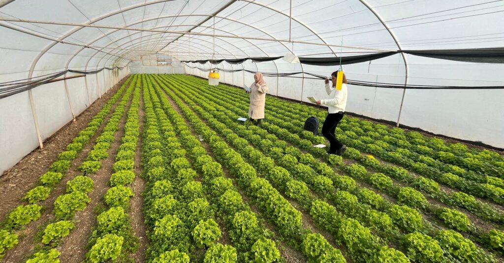 Değirmenköy’de Zararlılara Karşı Monitör Tuzak Kurulumu Yapıldı