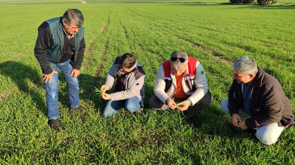 Silivri’de Buğday Kesik Sineği Kontrolü Yapıldı