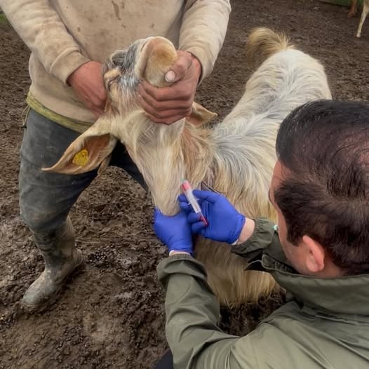 Yolçatı’da Küçükbaşlara Sağlık Taraması