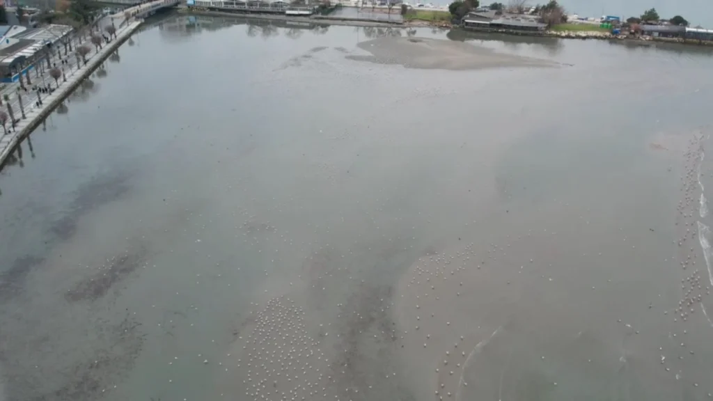 Silivri’de Deniz 200 Metre Çekildi: Sahilde Adacıklar Oluştu 8 silivri ve avcilarda deniz cekilmesi 2026