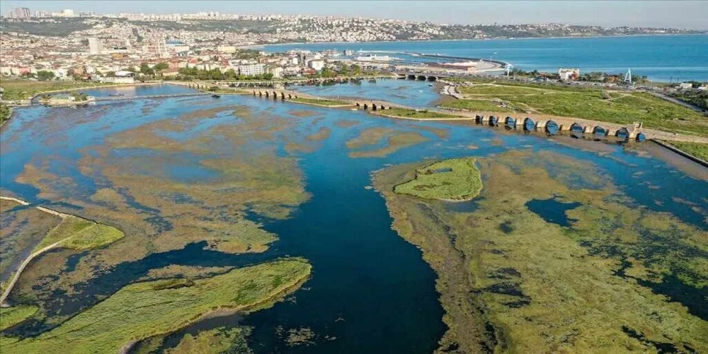 Büyükçekmece Gölü’nde su çekilince balıklar karada kaldı